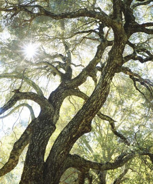 CA, San Diego Sunlight through a live oak tree